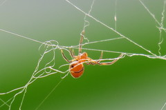 Argyrodes flavescens