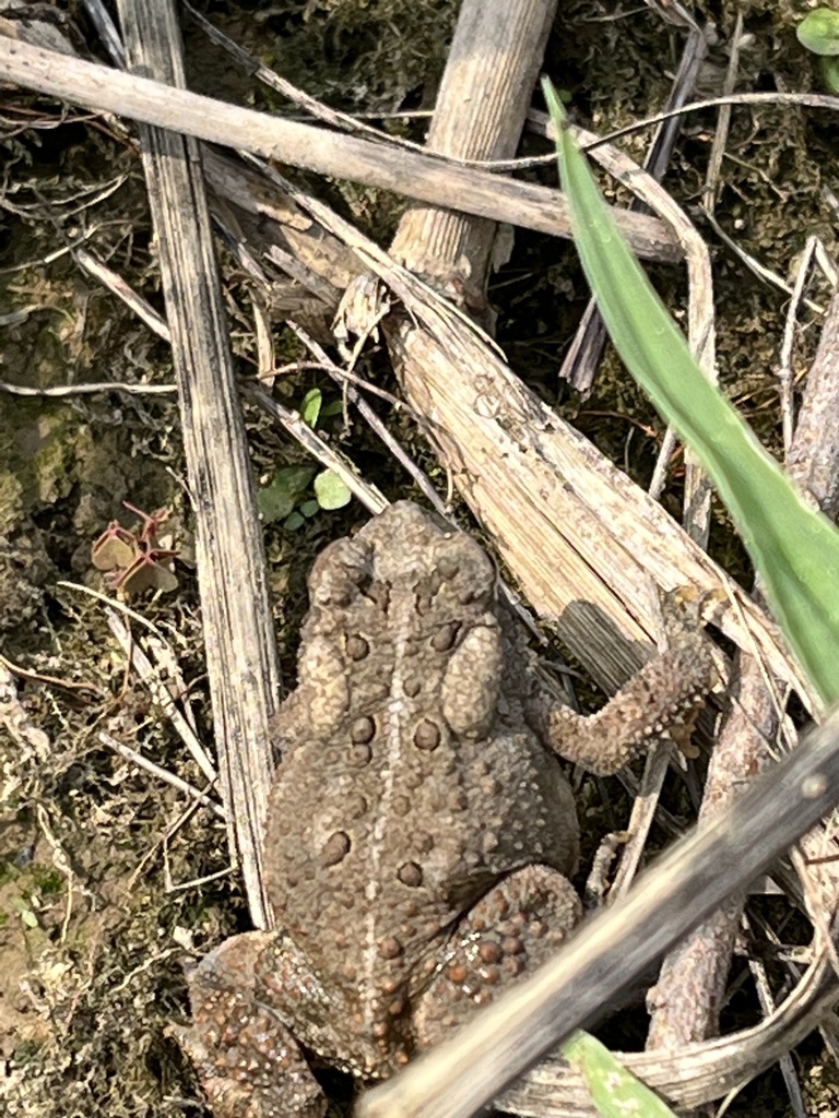 American Toad from Glade Mill Rd, Saxonburg, PA, US on August 21, 2023 ...