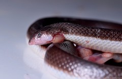 Atractaspis duerdeni