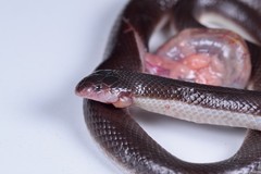 Atractaspis duerdeni