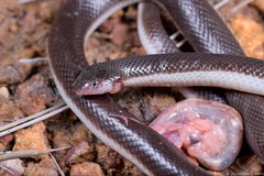 Atractaspis duerdeni