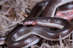 Atractaspis duerdeni