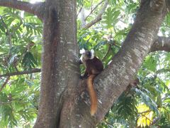 Eulemur macaco
