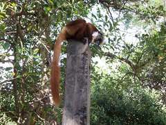Eulemur macaco