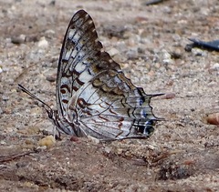 Charaxes
