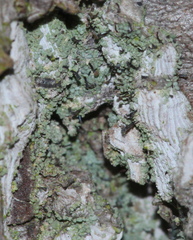 Chaenotheca trichialis image