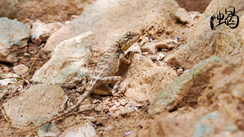 Chamdo Mountain Agama