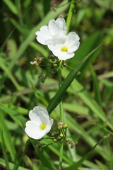 Echinodorus palifolius