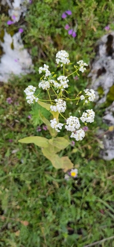Image of Peltaria alliacea by (c) Katrin Ellmaier, some rights reserved (CC BY)