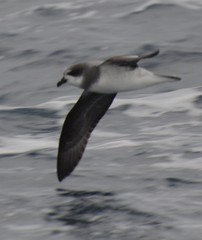 Pterodroma mollis