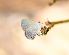 Eicochrysops messapus messapus