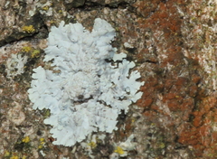 Physcia tribacioides