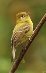 Empidonax flavescens