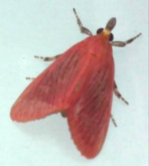 Arctioblepsis rubida