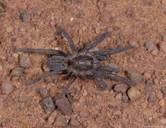 Brachionopus pretoriae