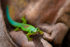 Phelsuma lineata