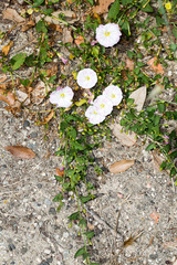 Convolvulus arvensis