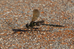 Somatochlora franklini