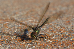 Somatochlora franklini