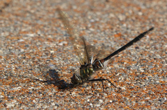 Somatochlora franklini