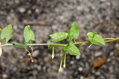Convolvulus arvensis