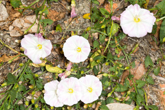 Convolvulus arvensis