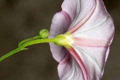 Convolvulus arvensis