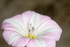 Convolvulus arvensis
