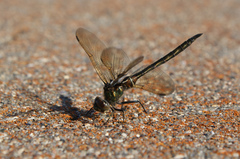 Somatochlora franklini