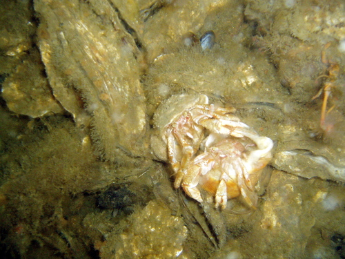 Common Hermit Crab, photo 7 of 7