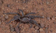 Brachionopus pretoriae