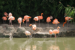 Phoenicopterus