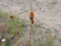 Ranunculus illyricus