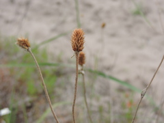 Ranunculus illyricus
