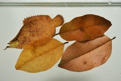 Leaf Fish photo 2