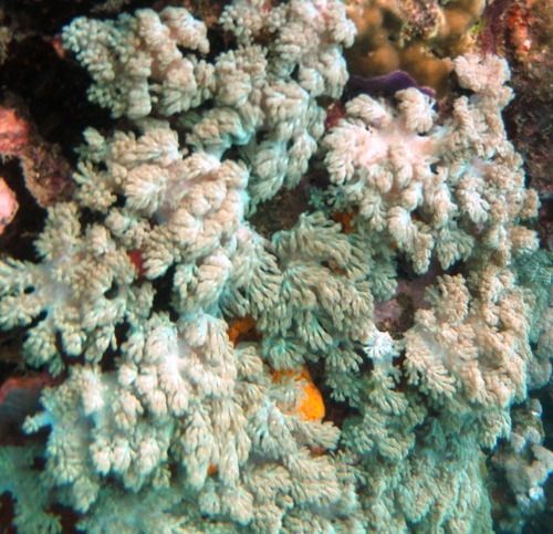 Conglomeratusclera coerulea