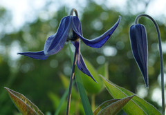 Clematis integrifolia
