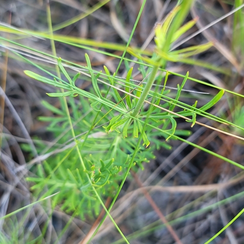 Image of Penstemon dissectus by no rights reserved