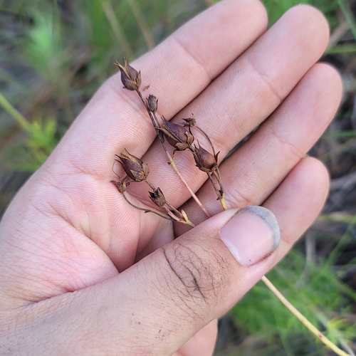 Image of Penstemon dissectus by no rights reserved