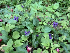 Viola inconspicua nagasakiensis