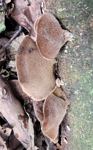Auricularia polytricha