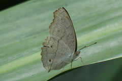Junonia atlites atlites