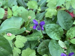 Viola inconspicua nagasakiensis