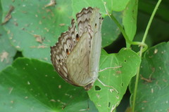 Junonia atlites atlites
