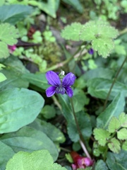 Viola inconspicua nagasakiensis