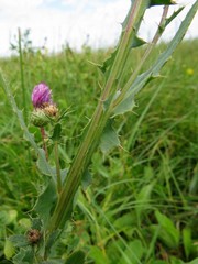 Cirsium alatum
