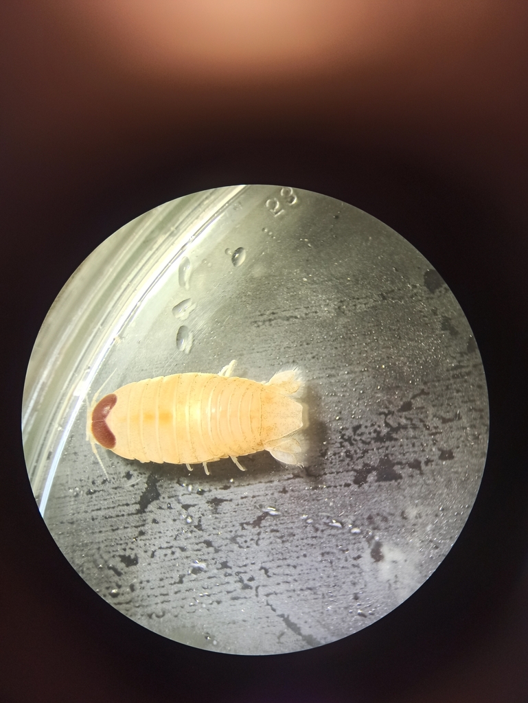 Aega from Vardøyna on August 21, 2023 at 05:06 PM by evasams. Uropods ...