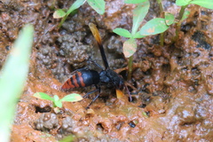 Rhynchium haemorrhoidale