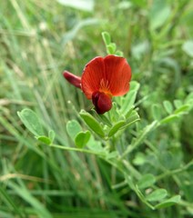 Sphaerophysa salsula