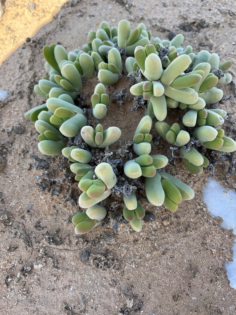 Jacobsenia vaginata (L.Bolus) Ihlenf.